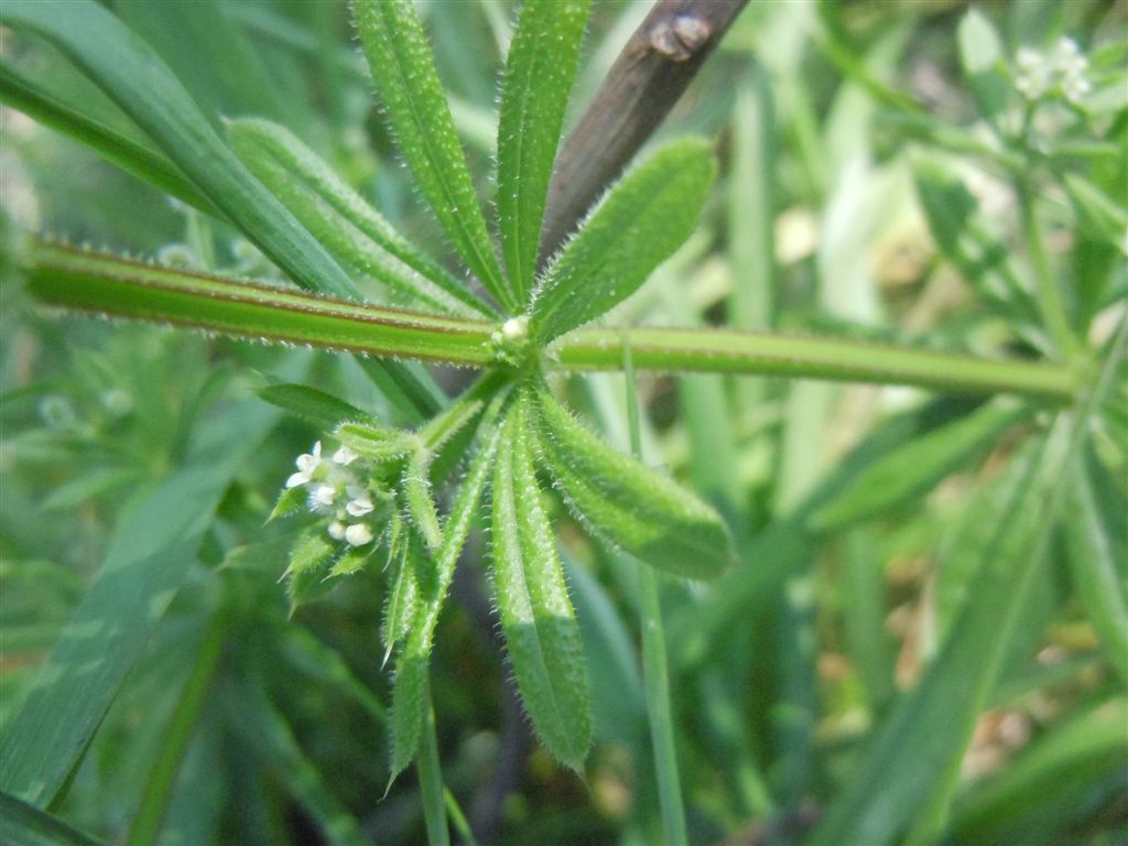 Galium aparine / Caglio asprello